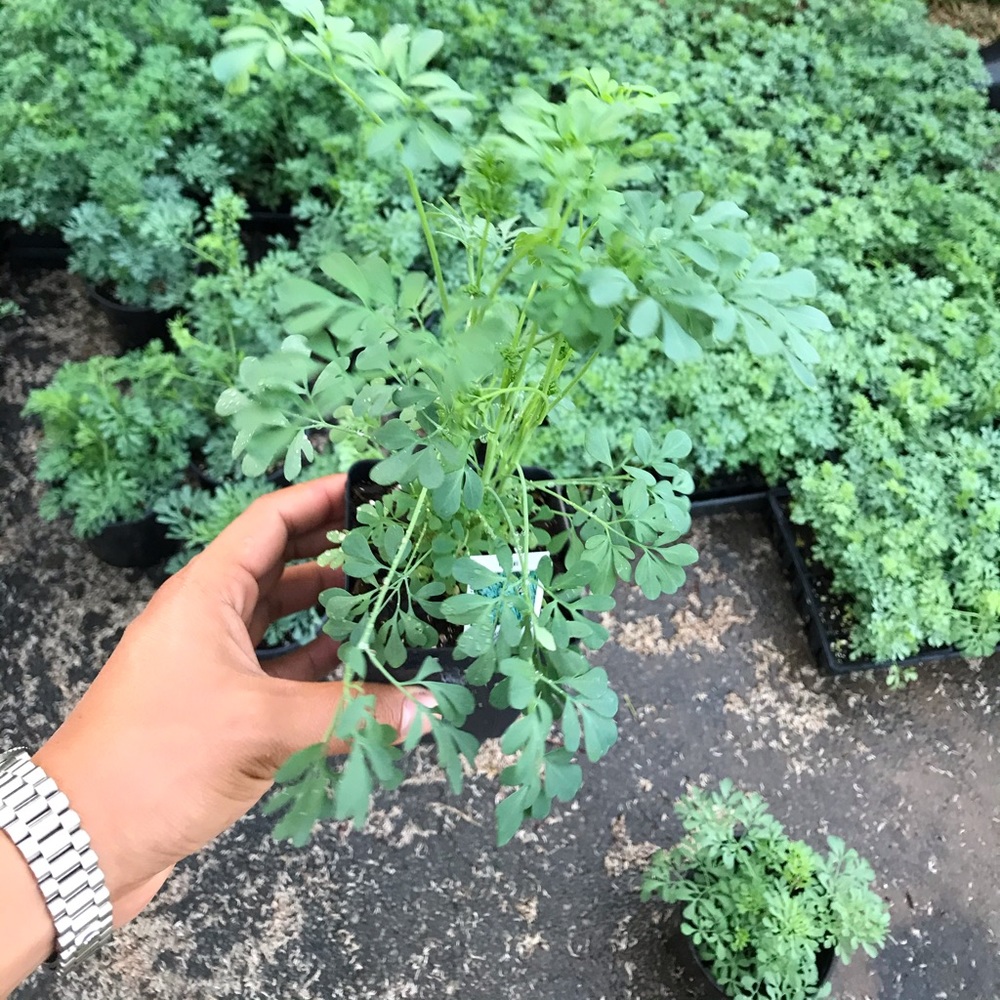 Rue plant